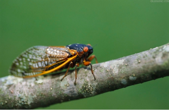 昆虫|埋藏17年后，数亿只蝉破土而出，美国人为何不怕蝉？