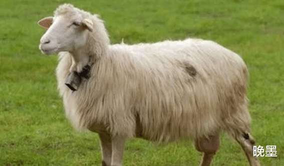 晚墨|这3生肖下半年桃花运大旺,让人羡慕不已