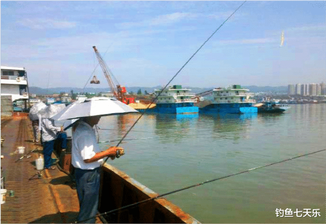 触电|好消息！禁渔后长江“刀鱼”增加2.5倍，百斤大鱼数量有望破纪录