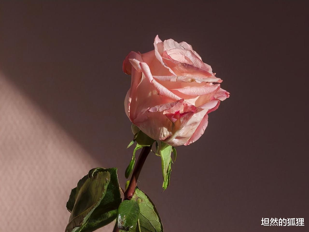 坦然的狐狸|往往，男人眼里“懂他”的女人，做好了这些修炼