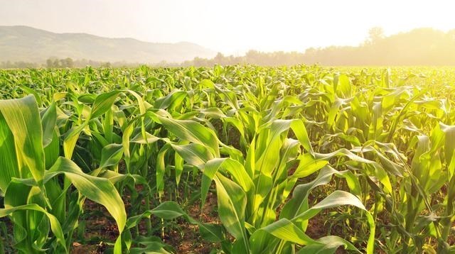 二氧化碳 重大突破！中国科学家利用二氧化碳合成淀粉，农民不用种地了？