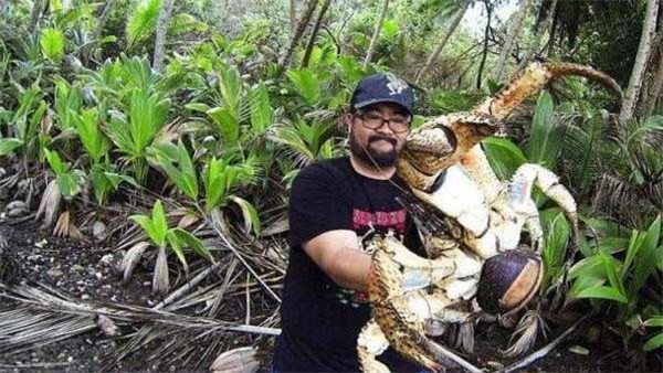 蜘蛛 世界上体型最大的5种螃蟹，图3的蟹黄没人吃，图5在我国禁止食用