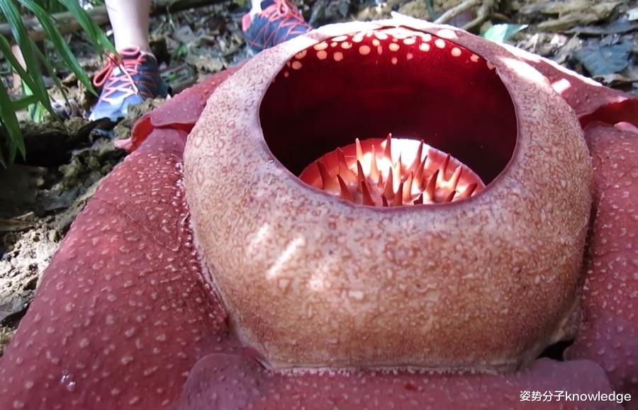 科学家 直径1米，臭味“七里”，印度尼西亚发现臭尸百合，这是什么花？