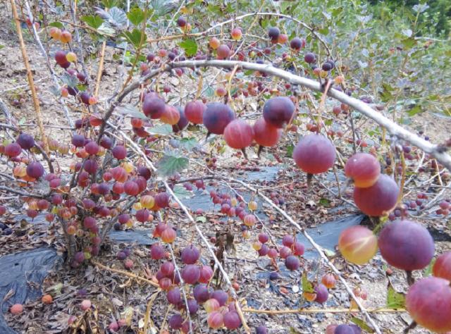 花儿与草的故事 这玩意很珍贵，却因果实太小遭人嫌弃，在山里看到有，可千万重视