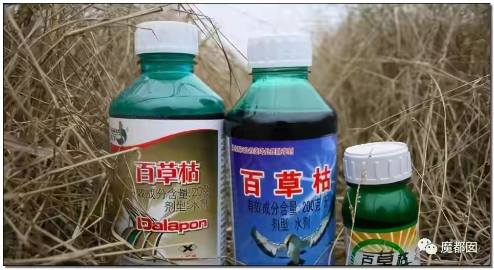 浙江省 喝百草枯女孩抢救4天情况恶化