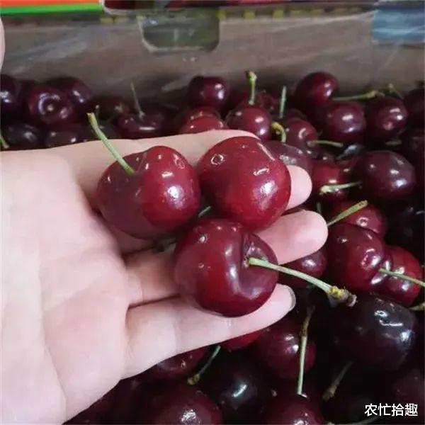 年初跌破10元,仍遭吃货嫌弃,如今一斤180元,叫人吃不起