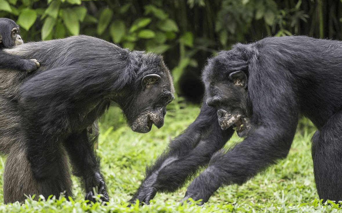 黑猩猩 这就是黑猩猩首领的政治手段，完全不输人类，看完不寒而栗！
