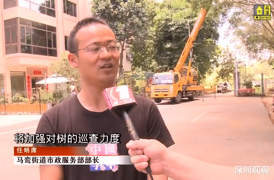 深圳观观 深圳一道路的行道树，一下子变成“光头”了，城管出手了