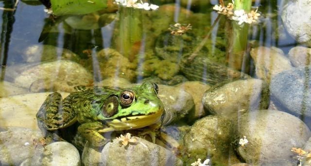 宇航员 从“餐桌美食”到入侵物种，美国牛蛙在我国究竟经历了什么？