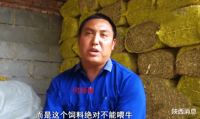 陕西消息 牛饲料中掺石子，养殖户欲哭无泪：1000多包只有车顶几包是好的！