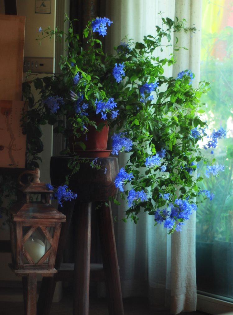 7㎡小阳台，改造成19楼的空中小花园，天天宅在家不想出门了