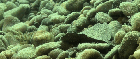 仙女虾 为什么野地里挖个水池，时间一长就有鱼诞生？