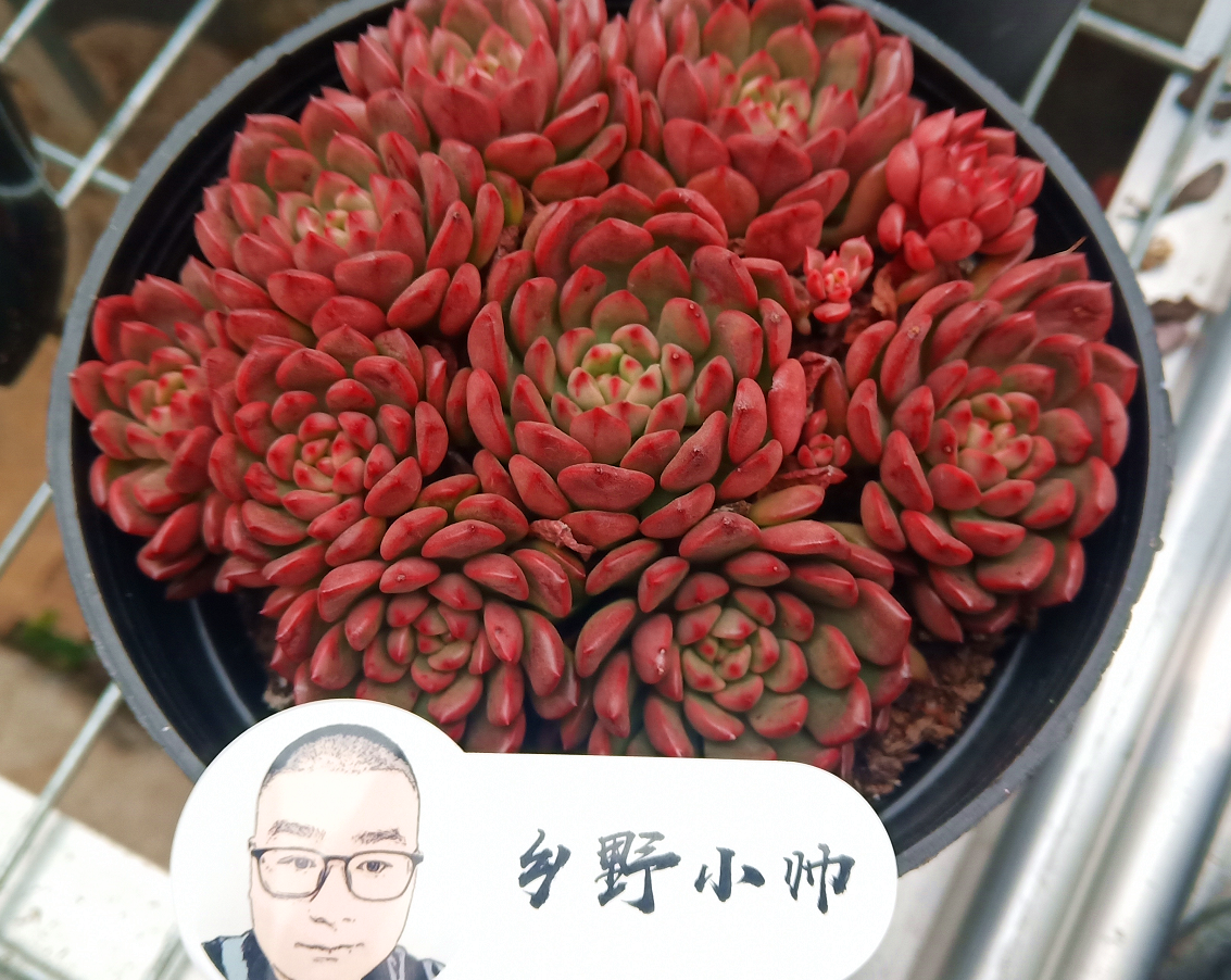 乡野小帅 阳台养多肉，怎样才能让肉肉状态更出彩，小帅来支招