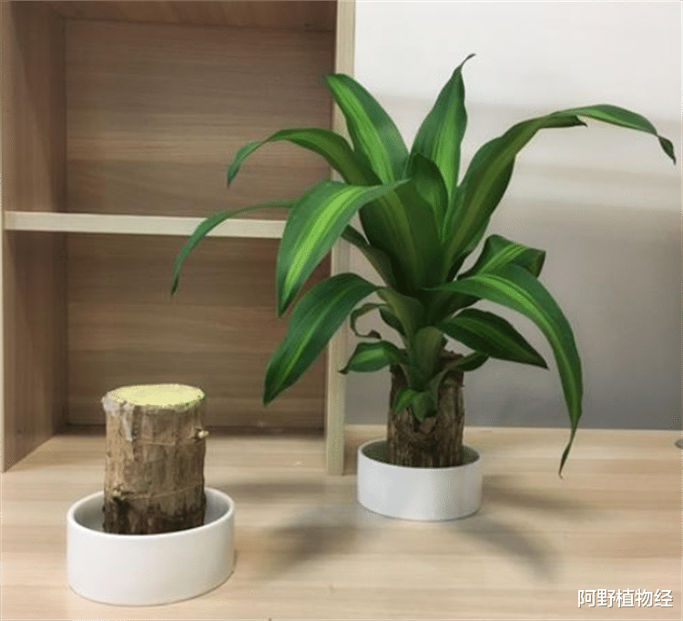 室内适合用水养的18种植物,不用土栽更洁净,方便打理又美观