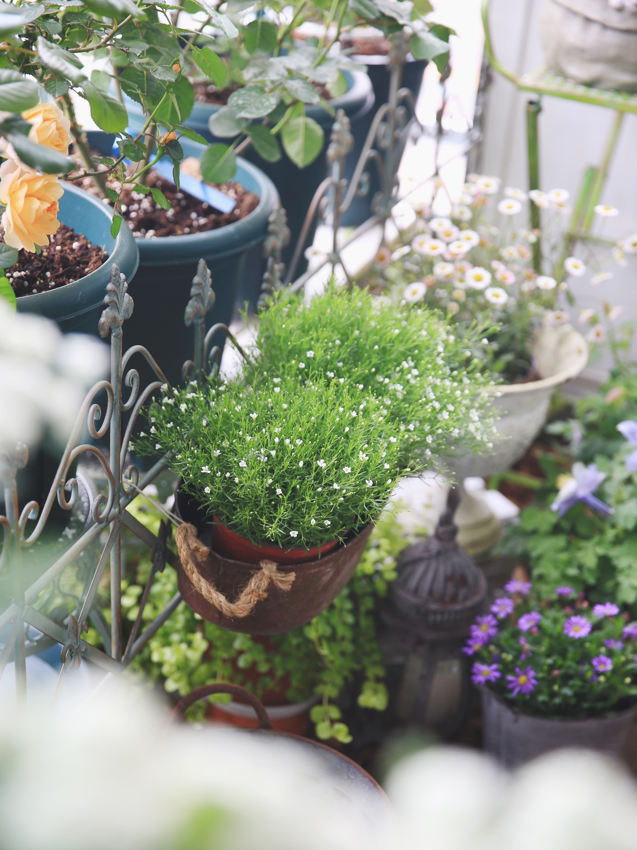 5㎡小阳台，打造治愈系小花园，一个人完成了阳台花园的所有改造