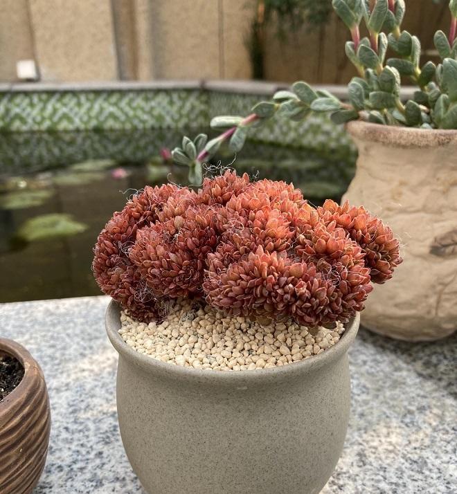 说说家装那点事儿|全颗粒养多肉！可行吗？当然可行，透水性好，多肉不烂根