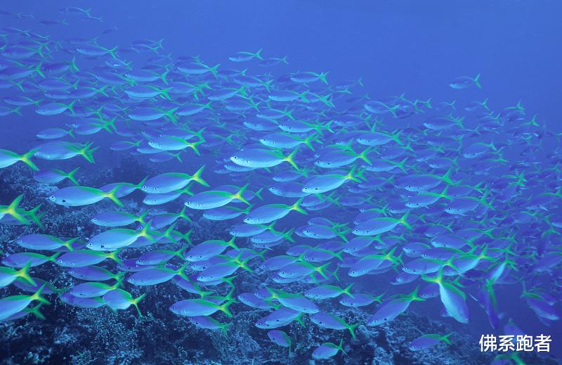 |关于 游泳 钓鱼 杂谈