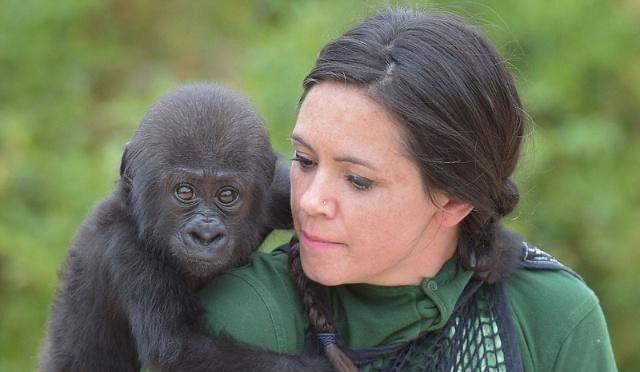 猩猩|人类这么弱，连猩猩都打不过，人类祖先是怎么活下来的？