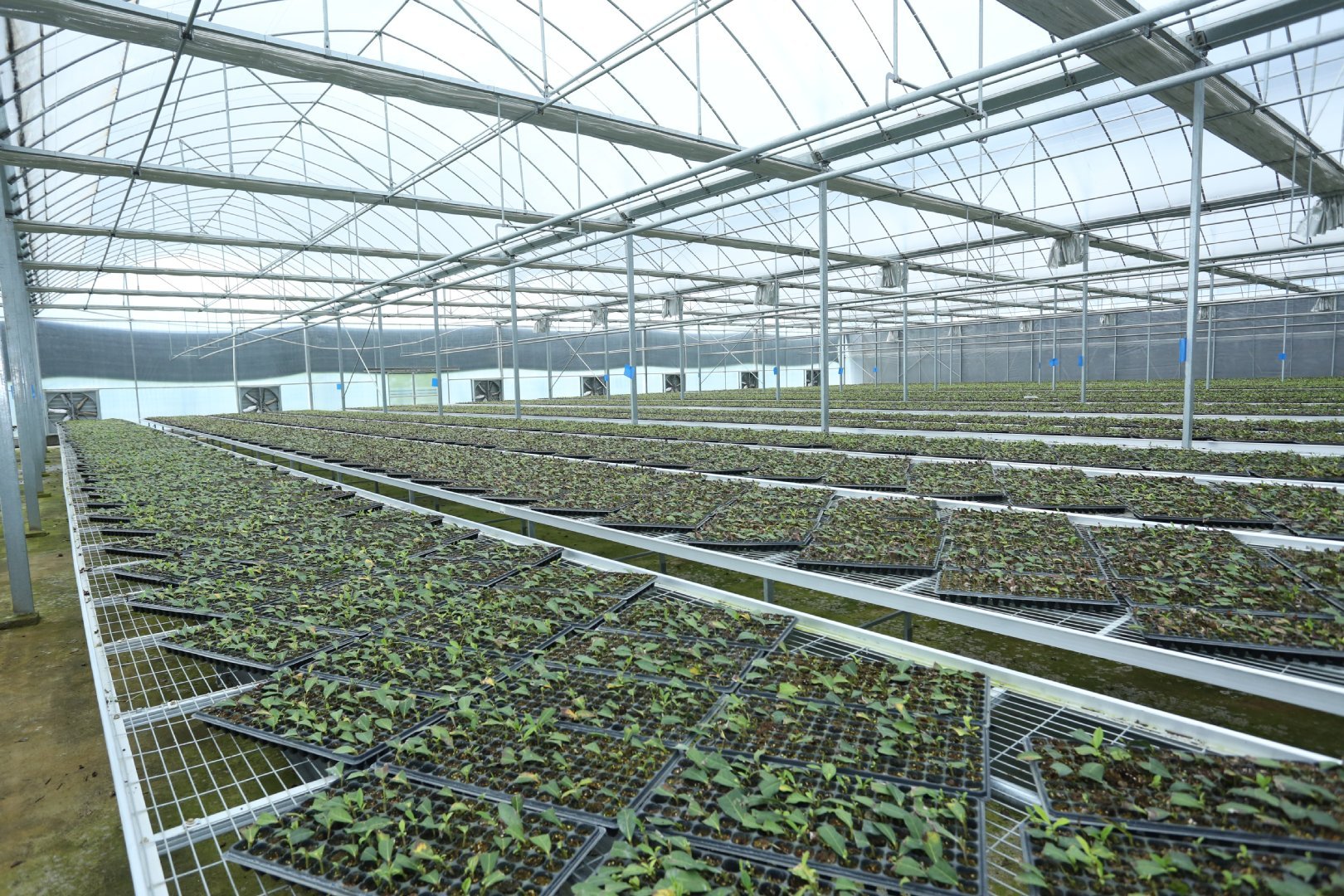 陕西微资讯 陕西商南：三代茶人接力提品质、树品牌、拓市场创出北纬33°奇迹