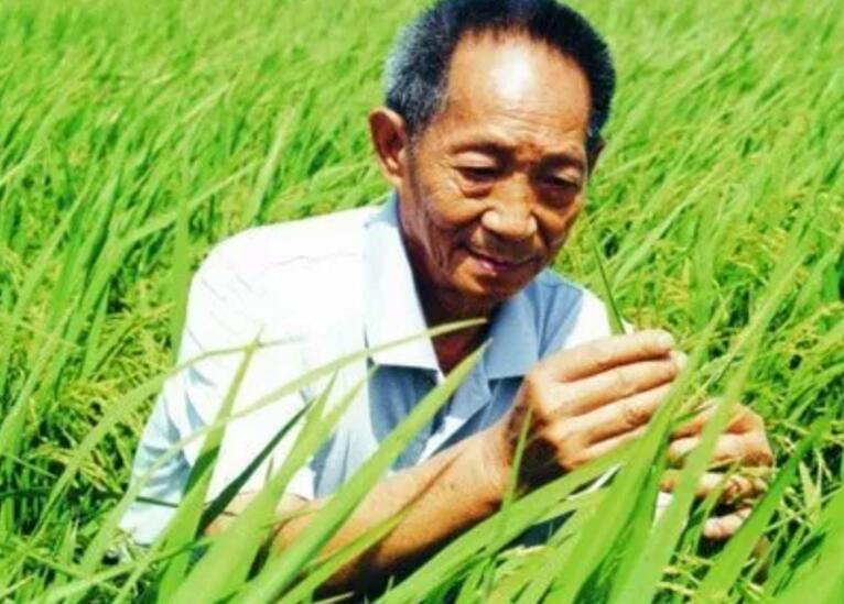 海绵宝宝 杂交水稻大战“太空水稻”！太空培育的水稻，产量会不会更高？