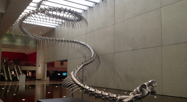 科学家 史前巨蛇「泰坦蟒」，诞生于地球的一次“高烧”，形成原因恐再现