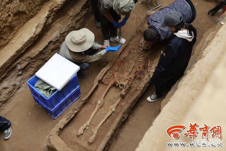 陕西杂谈 满满一仓粮！泾阳大堡子墓地墓主叫“葽奢” 是“小康之家”