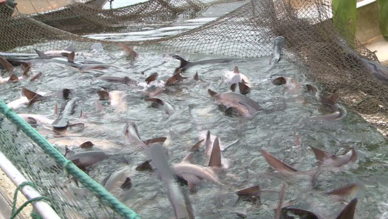 嵊州|嵊州钓鱼界都轰动了！这里竟能钓到3亿年前的生物…