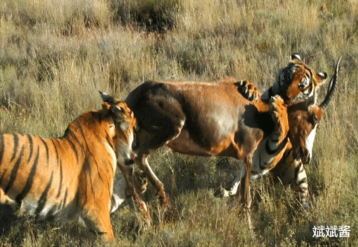 斌斌酱|如果放两只老虎到非洲草原,它克服三方面挑战后,会取代狮子成为新的之王吗?
