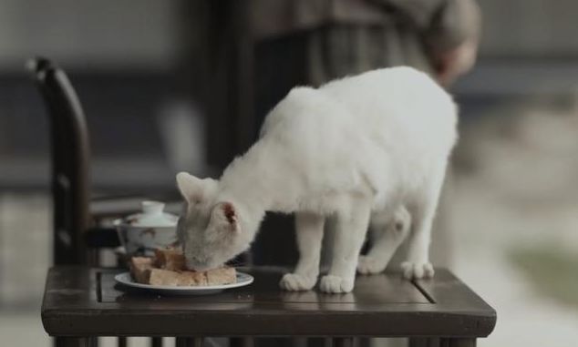 蔡徐坤|《当家主母》毒死猫惹争议？网友质疑假戏真做，于正评论区被沦陷