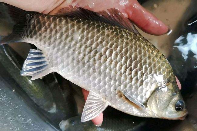 饵料|野钓没口，简单地加一块铅皮，可能比换钓位做调整，更直观有效