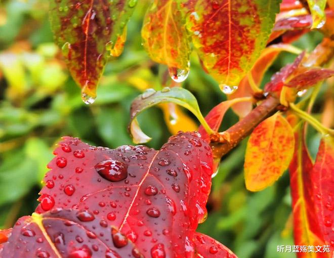 昕月蓝殇美文苑|秋雨潇潇，思念悠悠