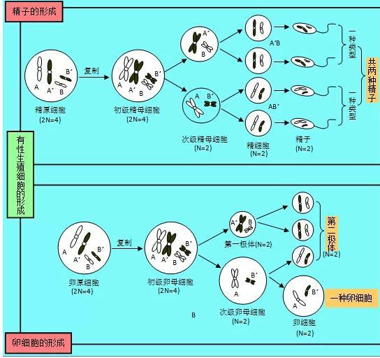 |2022高考复习资料大全：25张图, 涵盖高中生物所有知识点