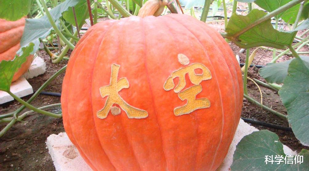 普通的种子到太空转一圈,怎么就成了太空种子?太空育种为哪般?