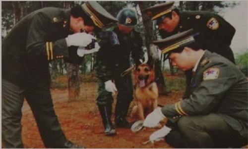 1993年,河北女子在麦地看见一头“死猪”,牵出24具年轻女子尸体