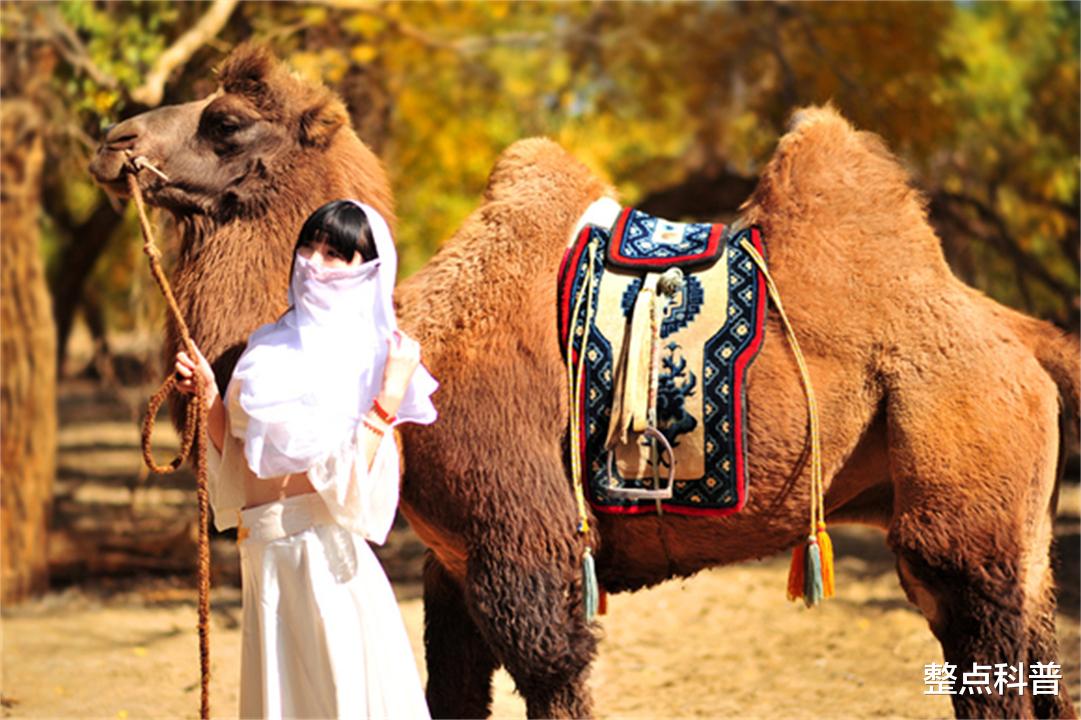 骆驼 重5吨的大象也会被吃掉，为什么食肉动物不吃骆驼？它真没天敌？