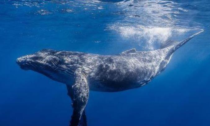 江湖微谈 如果被鲸鱼吞到肚子里，接下来的时间里，会发生什么事？