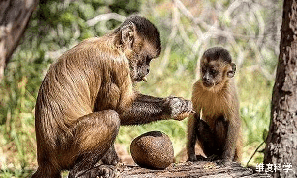 石器时代 猴子进入了“石器时代”?巴拿马的一群猴子,正在使用石器砸椰子