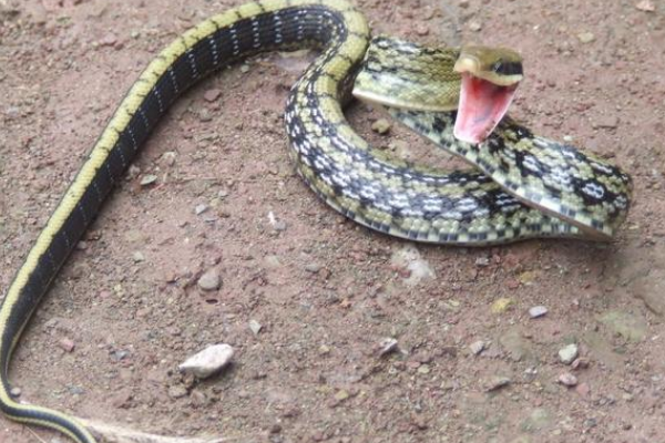 毒蛇 “臭名远扬”的菜花蛇，食性霸道生性凶猛，为何还会招人喜欢