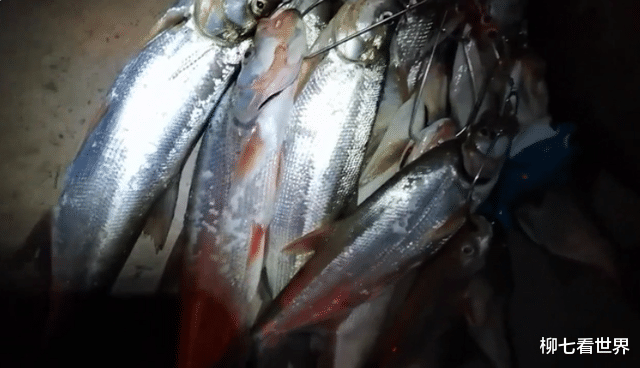 |男子晚上外出钓鱼，一条蛇跟上了车，路上蛇突然探出来吐舌头