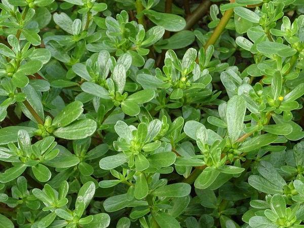 医生|血栓的“克星”已发现，没事敞开吃，疏通血管，远离脑梗