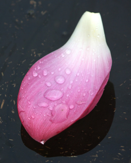 星临天下|进入8月份，4属相桃花朵朵，喜事不断，财源滚滚，五福临门