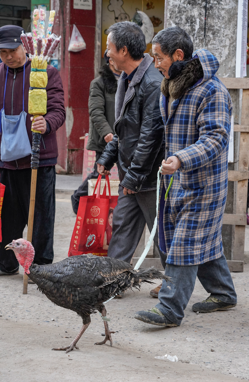 英子随拍 四川达州：大叔牵着火鸡去赶场 腊月里熙熙攘攘真热闹