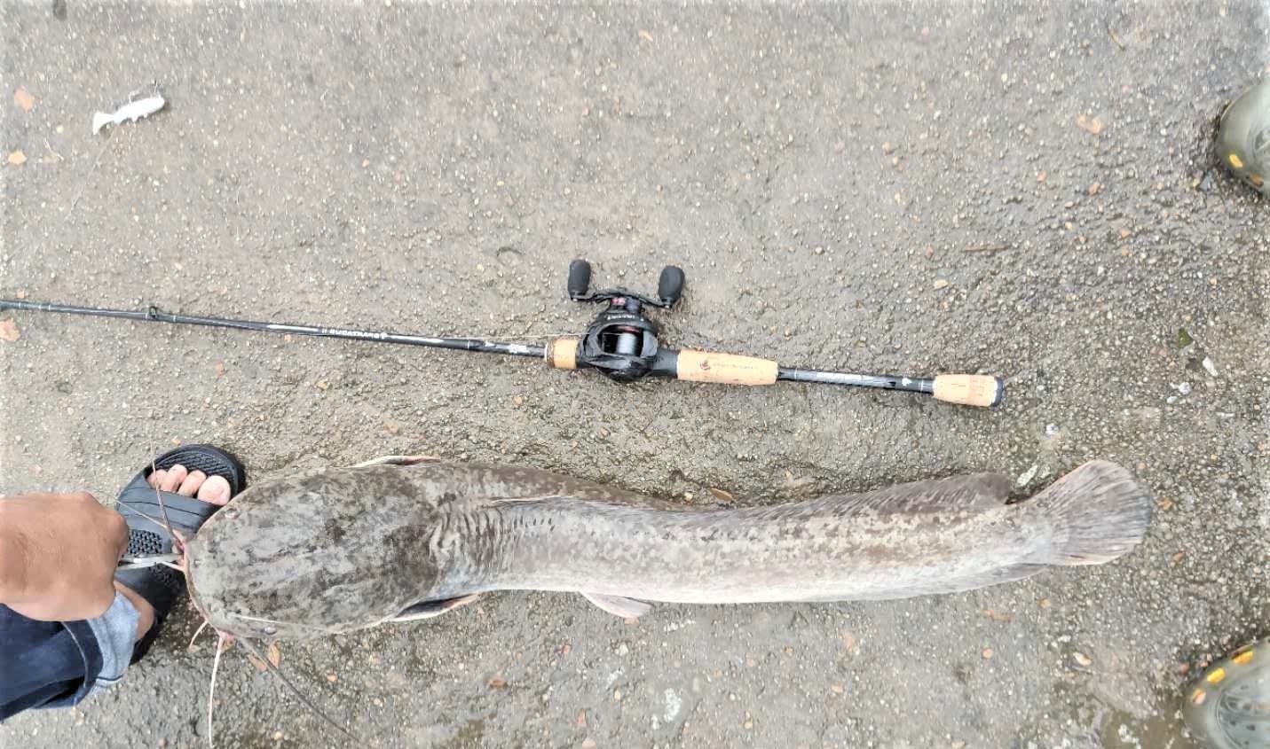 饵料|野钓鱼不开口怎么办?出现这几种漂相,不会钓鱼的人也中鱼