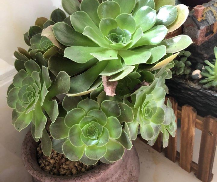 花百科|植株夏季休眠不用愁，3点细节处理好，不怕植株死翘翘