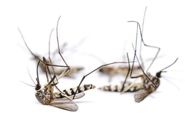 海洋生物 美国野外释放转基因蚊子，不料发生意外，可能制造更强的变异蚊子