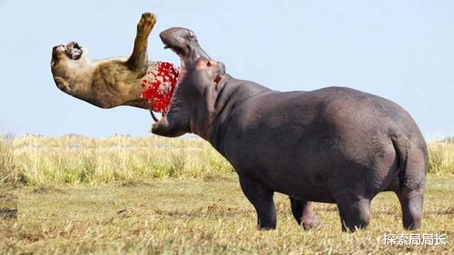 蚊子 盘点5种轻松秒杀狮子的动物：大象第1无悬念，那东北虎呢？