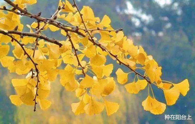 雄蕊 有些植物好妖孽，雌雄同株、雌雄异株不稀奇，有的竟可变“性”！