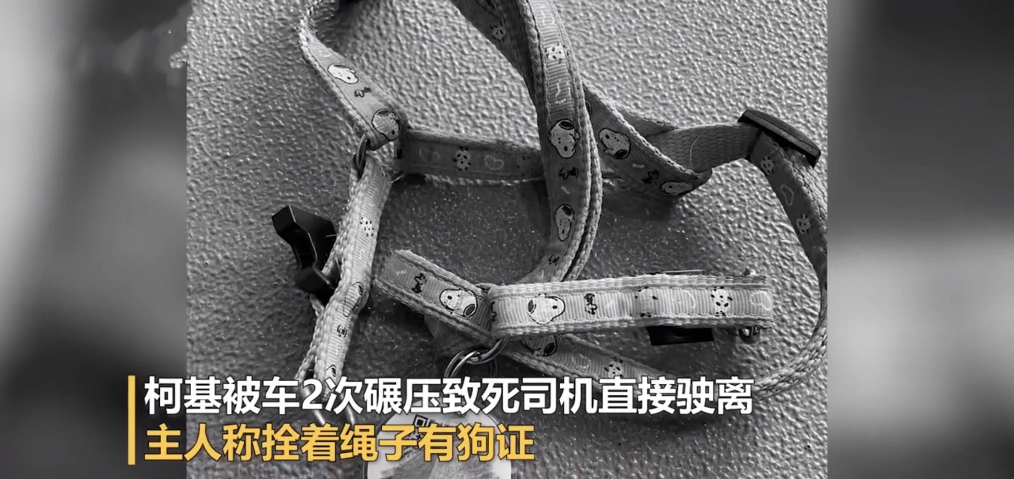 邯郸 14岁柯基被宝马两次碾压致死,司机不认账,狗主人追究责任遇难题