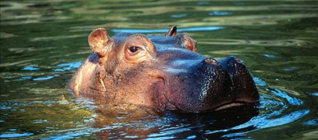  每年有成千上万的鱼群，被河马拉的屎生生憋死，有这么恐怖吗？