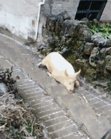 生酮饮食 “路上碰到一只小乌龟，拿回家养怎么样？”